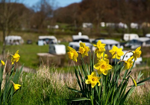 Campingflowers